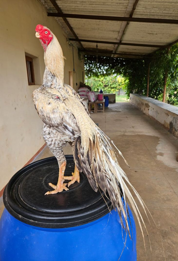 Parrot beak long tail aseel  Fantastic Male for sale